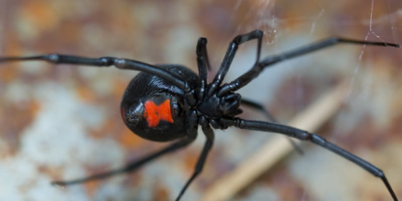 Hesperus Black Widow Control