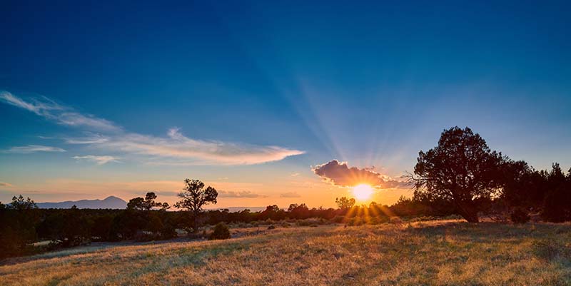 Pest Control in Mancos, CO