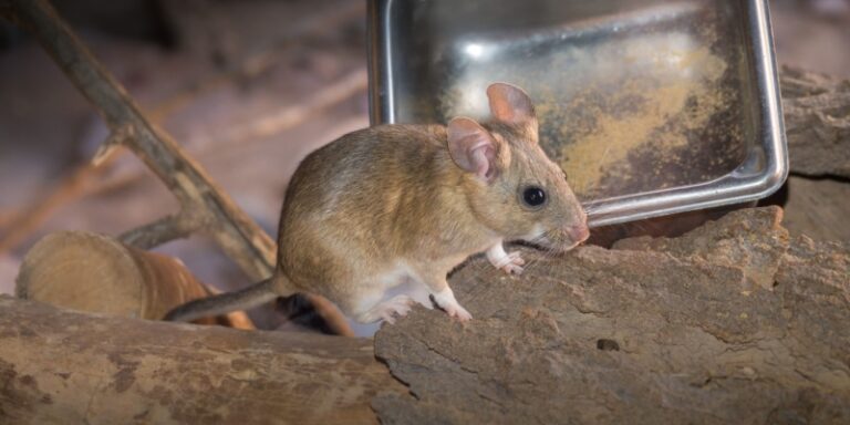 384 Rats Pack Rats in Northern New Mexico: Identification, Damage, and the Best ...