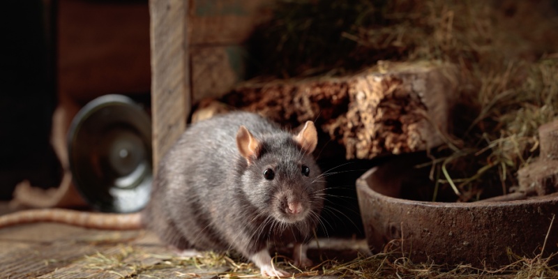 How to Keep Rodents Out of Rural Properties & Barns in the Farmington Area