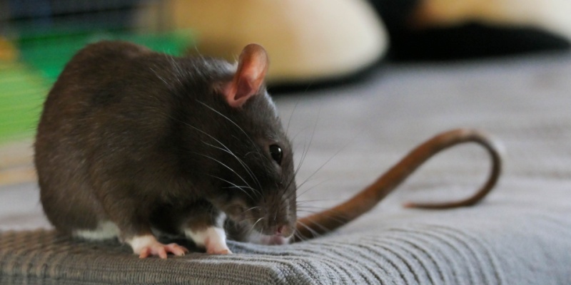 Who’s the Best Exterminator for Rats and Mice in Farmington?