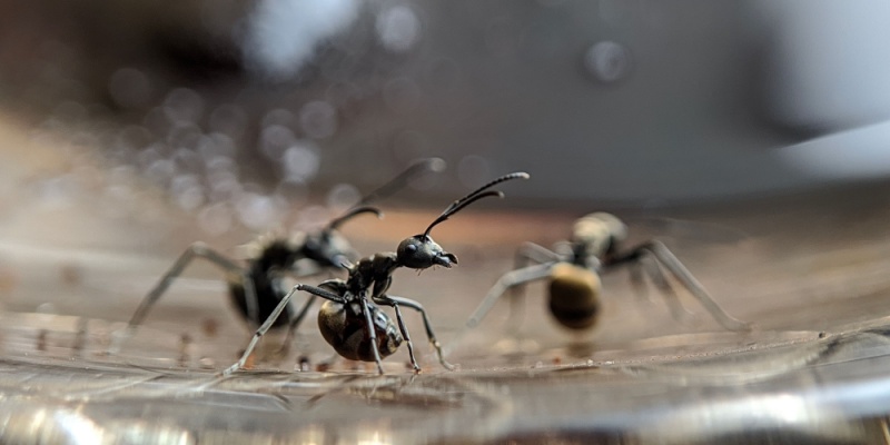 Professional Ant Control in Farmington NM: What to Expect and Cost Factors