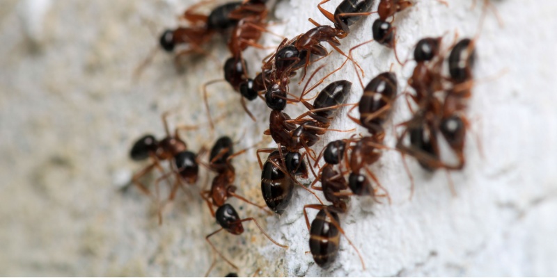 Pest Control Starting at Only $39.00 Per Month!