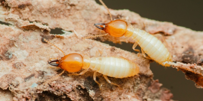 Who’s the Best Pest Control Company for Termites in Farmington?