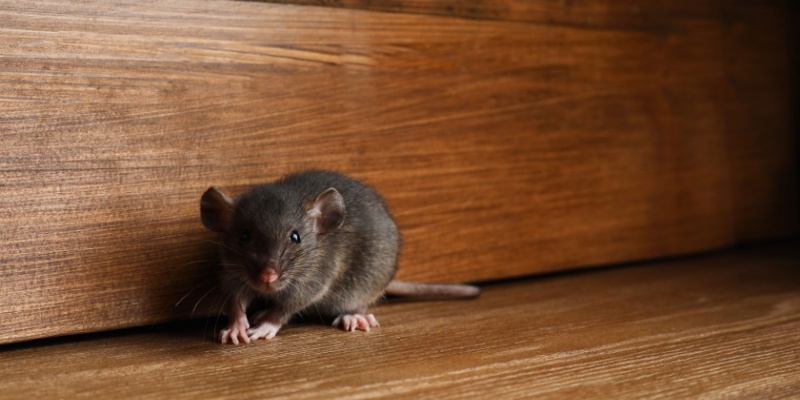 Pest Control Starting at Only $39.00 Per Month!