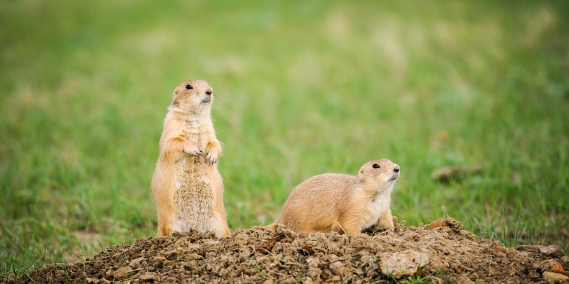 Fall Prairie Dog and Gopher Control on San Juan County Properties